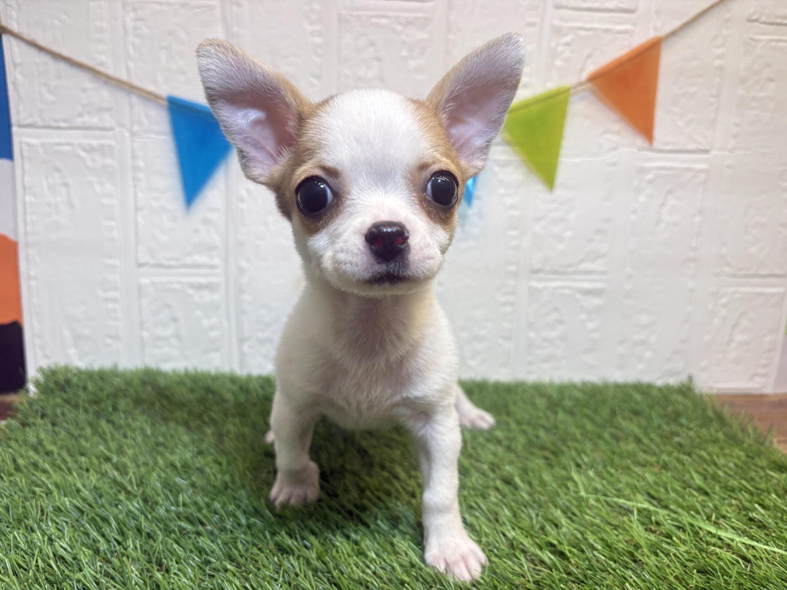 ④チワワ(スムース)