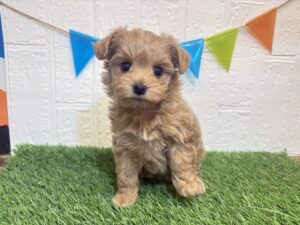 ⑥Mix(父トイプードル×母マルチーズ)￥251,900(税込)3/2まで→￥218,900(税込)