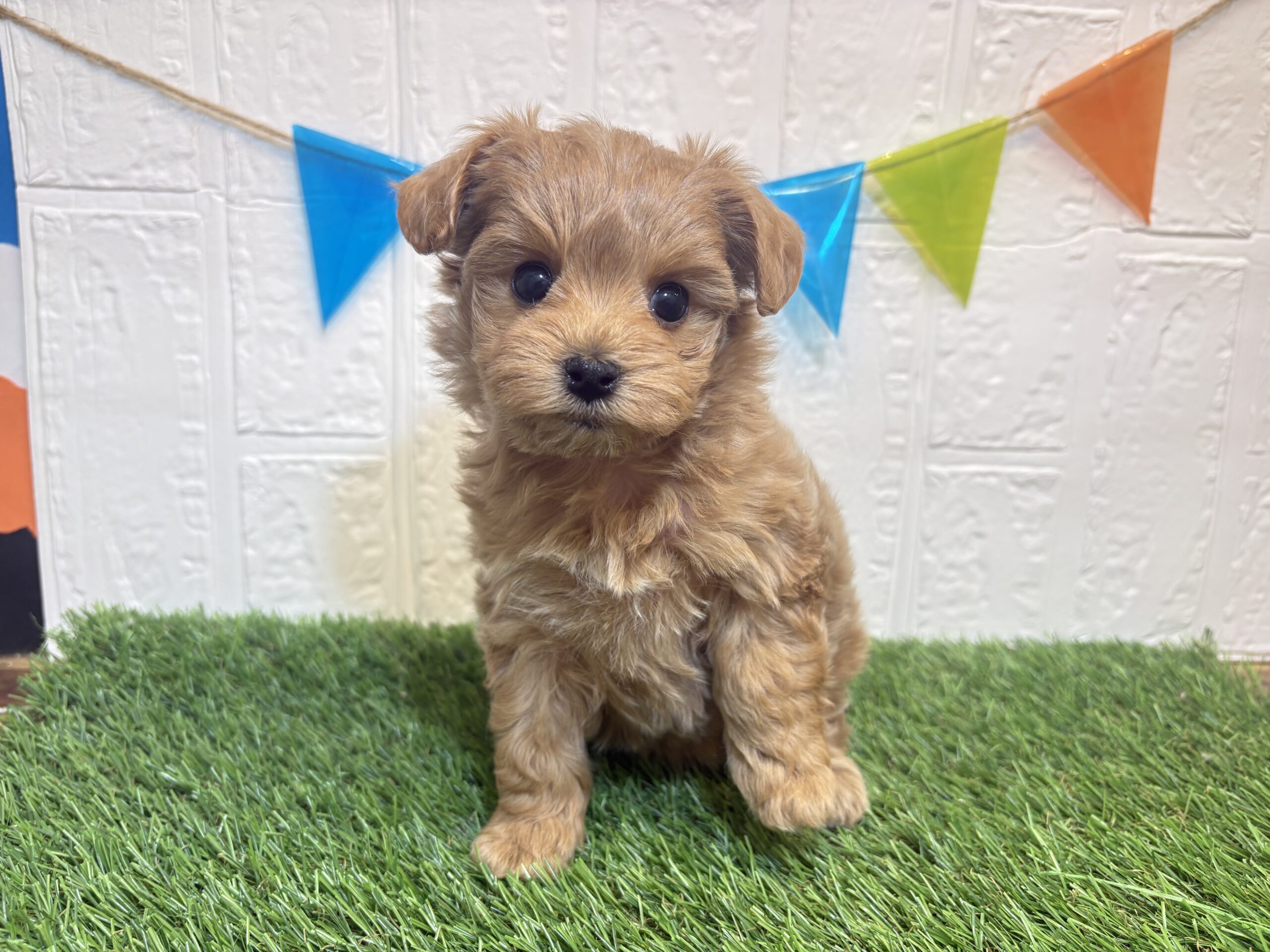 ⑥Mix(父トイプードル×母マルチーズ)