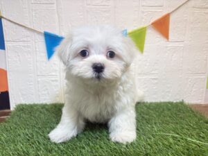 マルチーズ￥185,900(税込)3/2まで→￥152,900(税込)