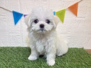 マルチーズ￥196,900(税込)3/2まで→￥163,900(税込)