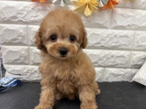 ⑦トイプードル￥218,900(税込)→￥185,900(税込)