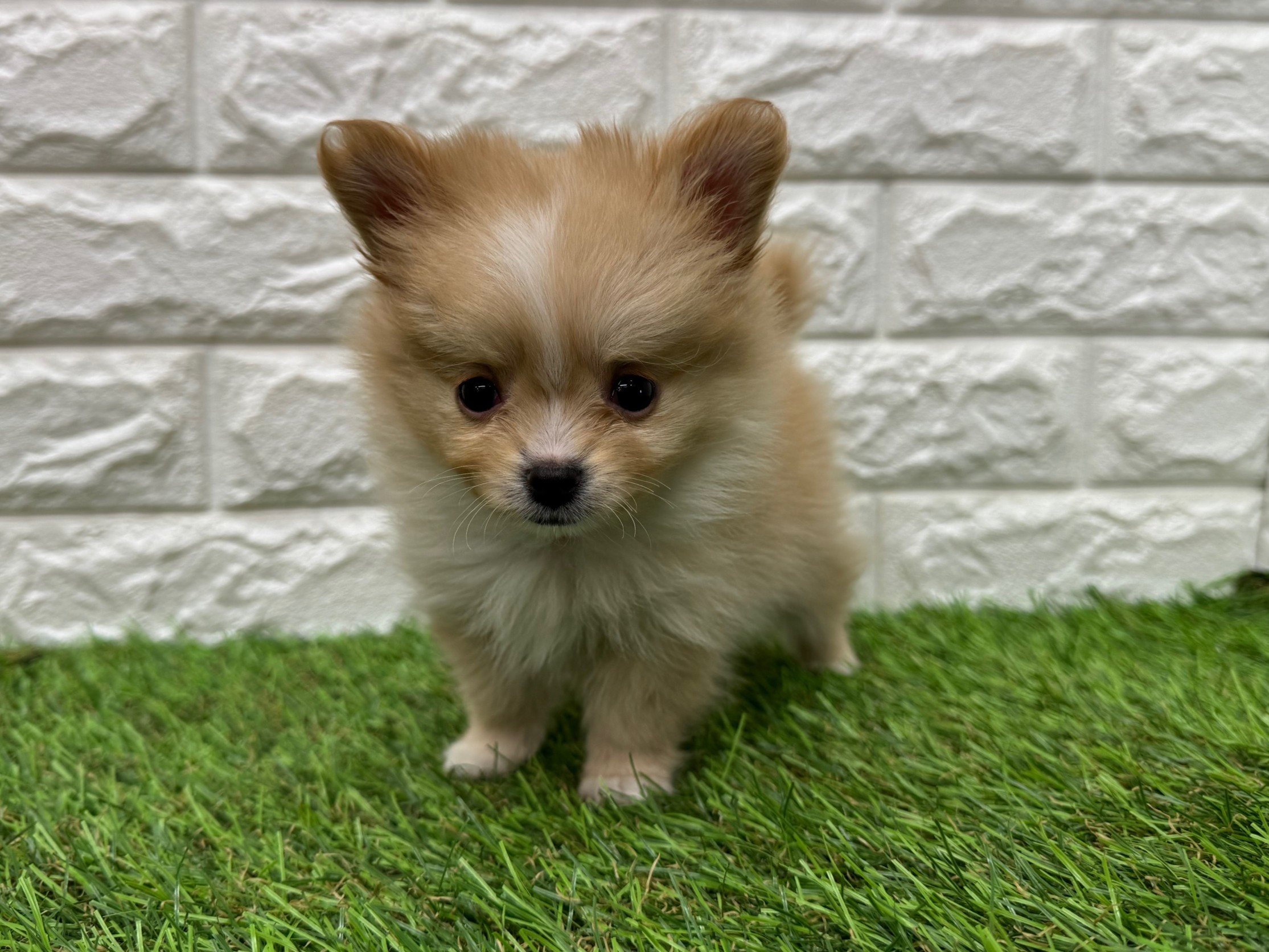 Mix(父ポメラニアン×母チワワ(ロング)