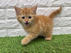 MIX（マルチーズ×ミニチュアシュナウザー）alt=