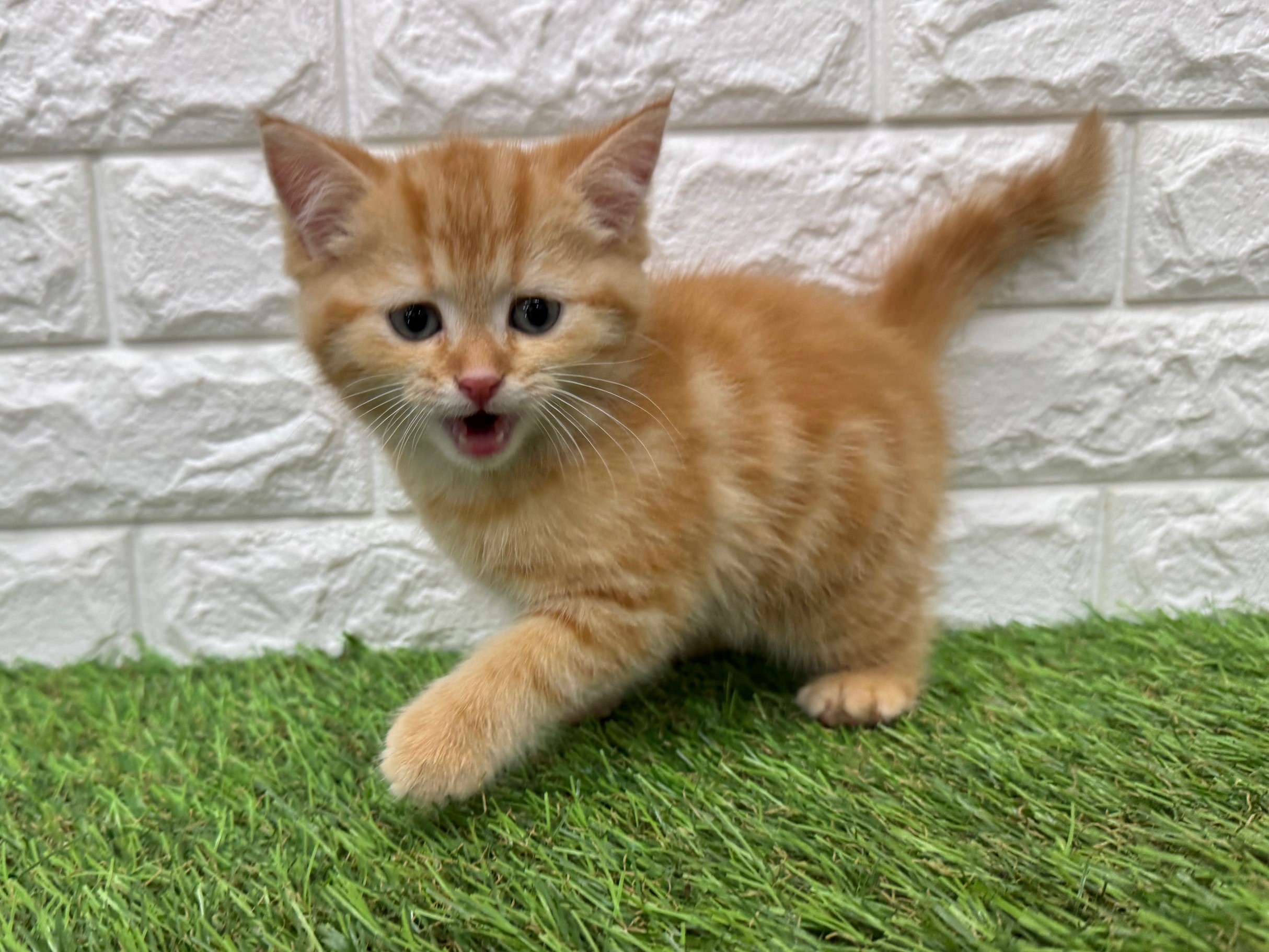 マンチカン(足長)