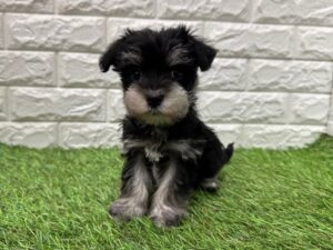 MIX（マルチーズ×ミニチュアシュナウザー）alt=