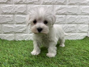 MIX（マルチーズ×ミニチュアシュナウザー）alt=