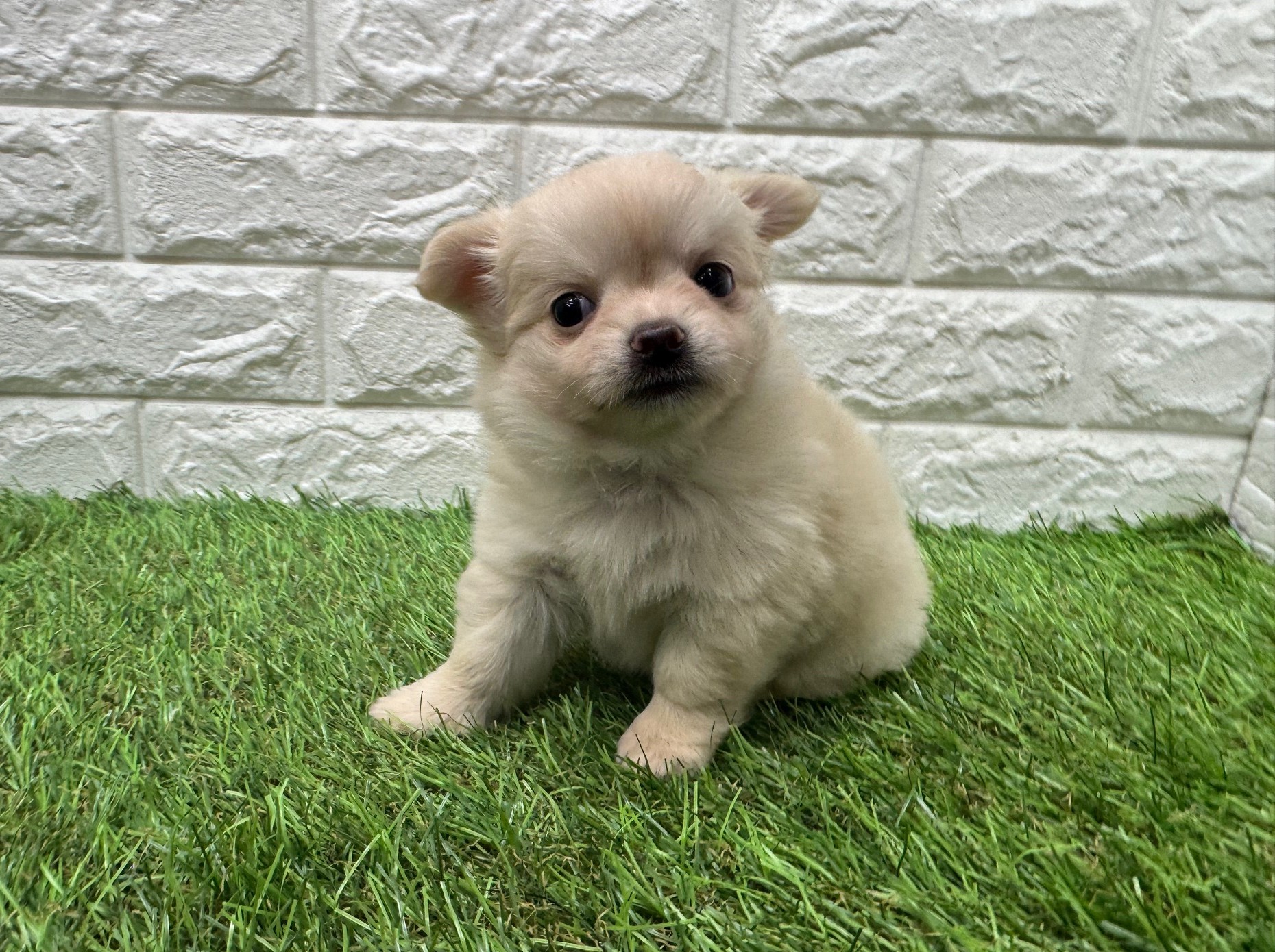 チワワ(ロング)