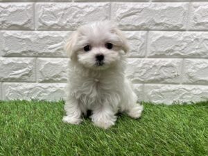 マルチーズ￥185,900(税込)