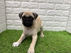 パグ￥317,900(税込)→3/23(月)まで￥284,900(税込)