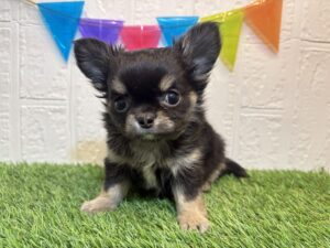 ②チワワ（ロング）￥317,900(税込)→2/9まで￥284,900(税込)