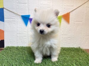 ③ポメラニアン￥218,900(税込)→2/9まで￥185,900(税込)