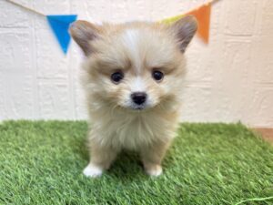 ④Mix(父ポメラニアン×母チワワ(ロング)￥240,900(税込)→2/9まで￥207,900(税込)