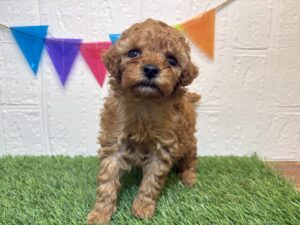 ⑦トイプードル￥218,900(税込)→2/9まで￥185,900(税込)