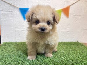 ⑩Mix(父ポメラニアン×母トイプードル)￥251,900(税込)→2/9まで￥218,900(税込)