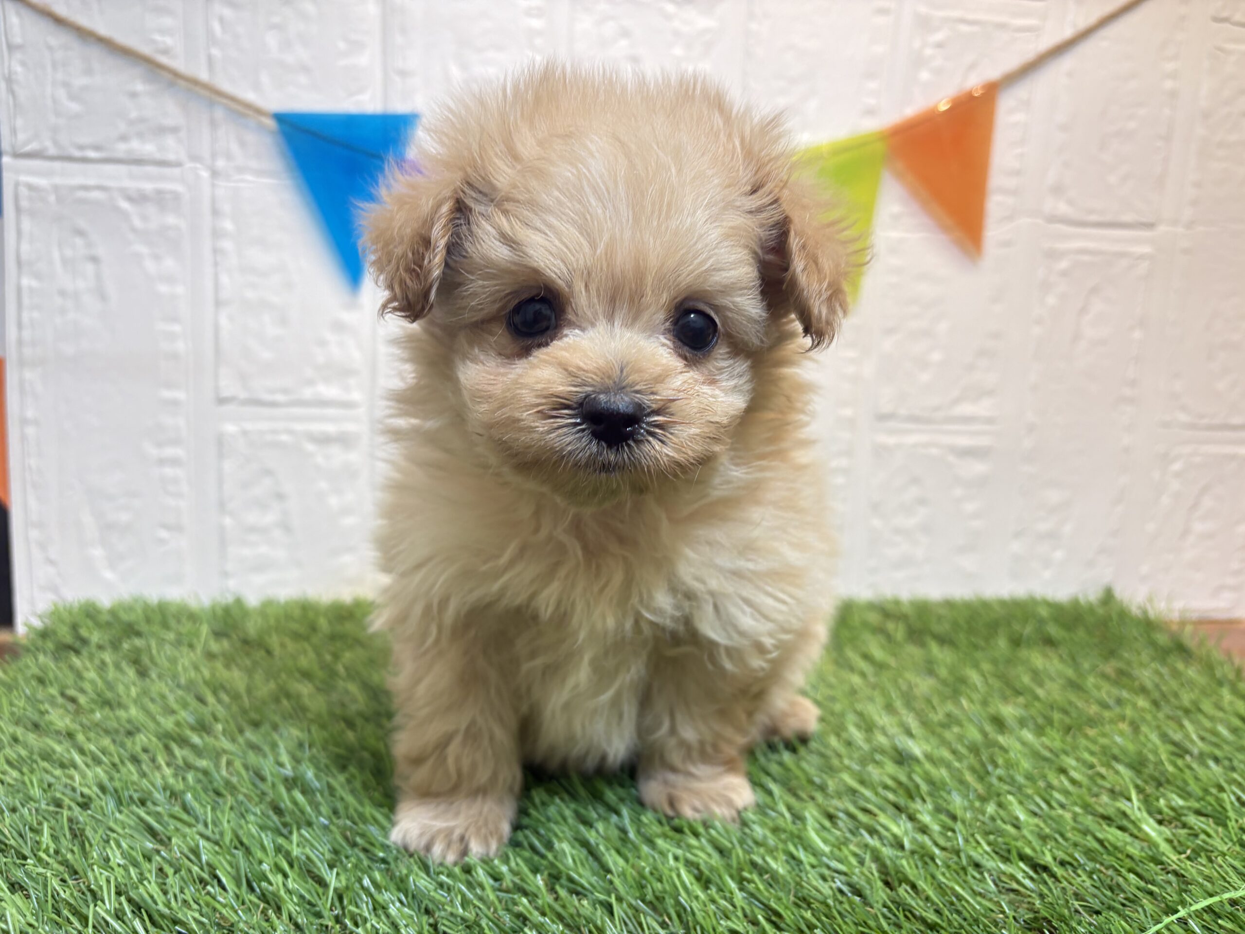 ⑩Mix(父ポメラニアン×母トイプードル)