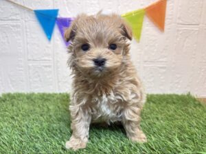 ⑪Mix(父トイプードル×母マルチーズ)￥361,900(税込)→2/9まで￥328,900(税込)