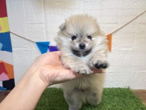 ①ポメラニアン￥284,900(税込)→2/16まで￥251,900(税込)