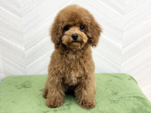 ⑥トイプードル￥218,900(税込)→¥185,900(税込)