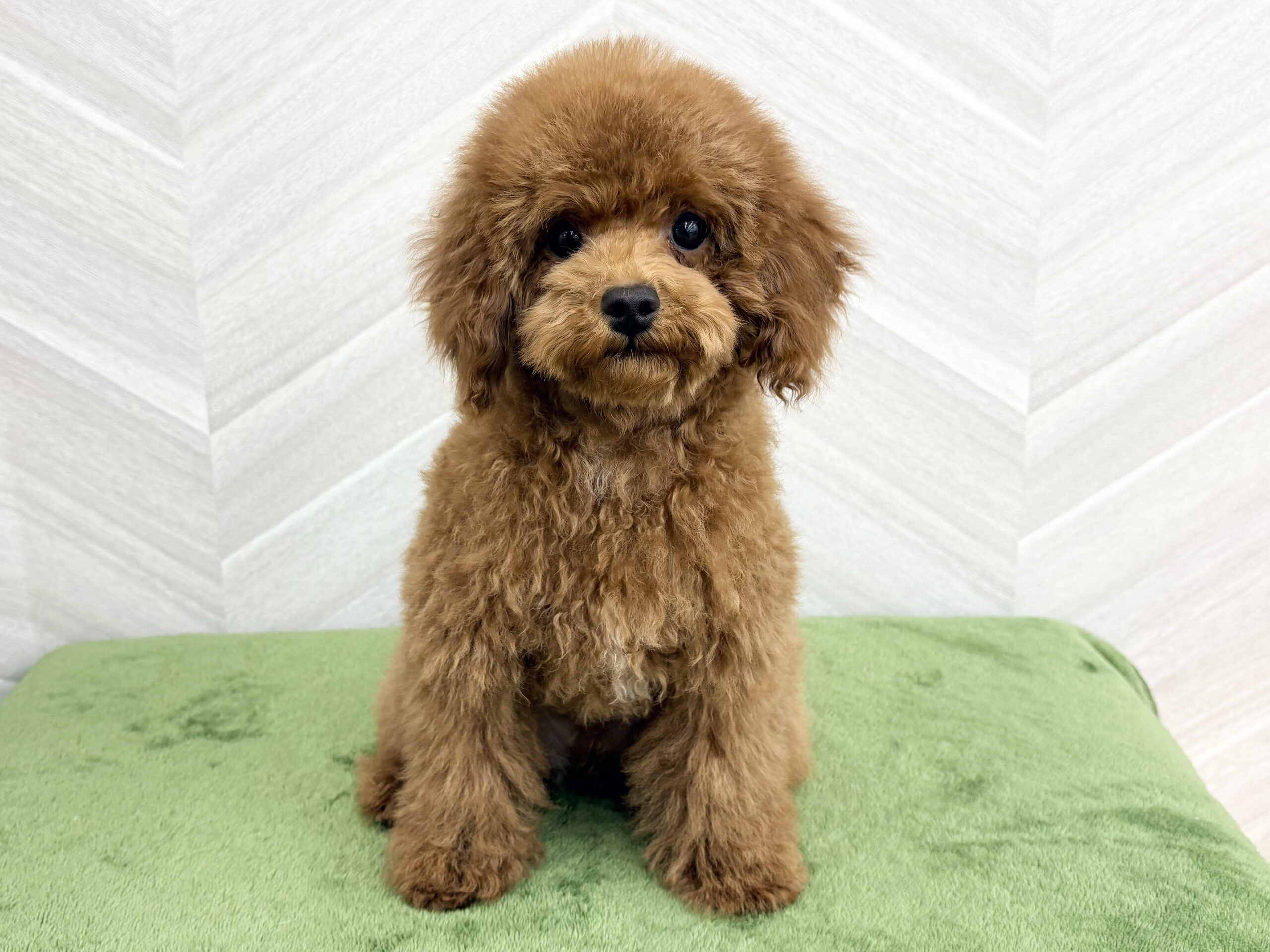 ⑥トイプードル