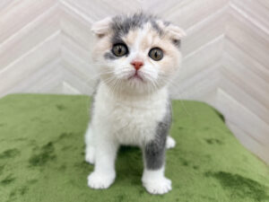 ⑥スコティッシュフォールド(耳折) ￥372,900(税込)