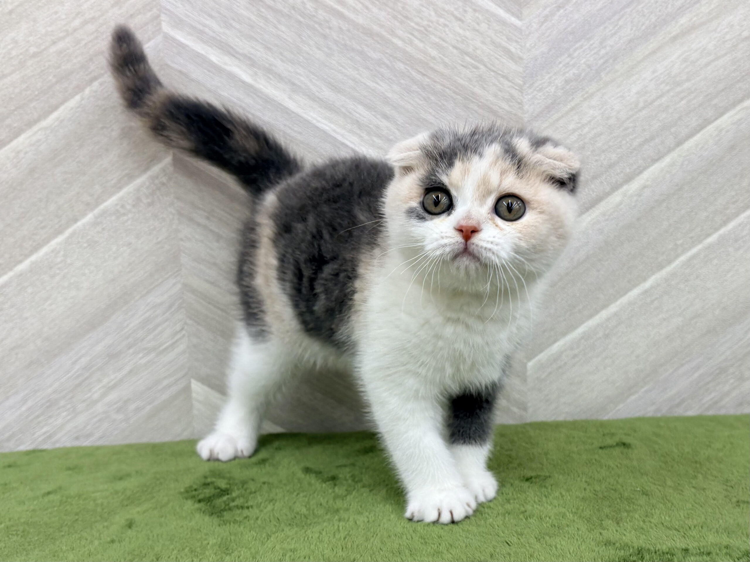 ⑥スコティッシュフォールド(耳折)