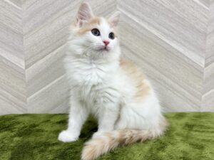 ④ノルウェージャンフォレストキャット￥295,900(税込)
