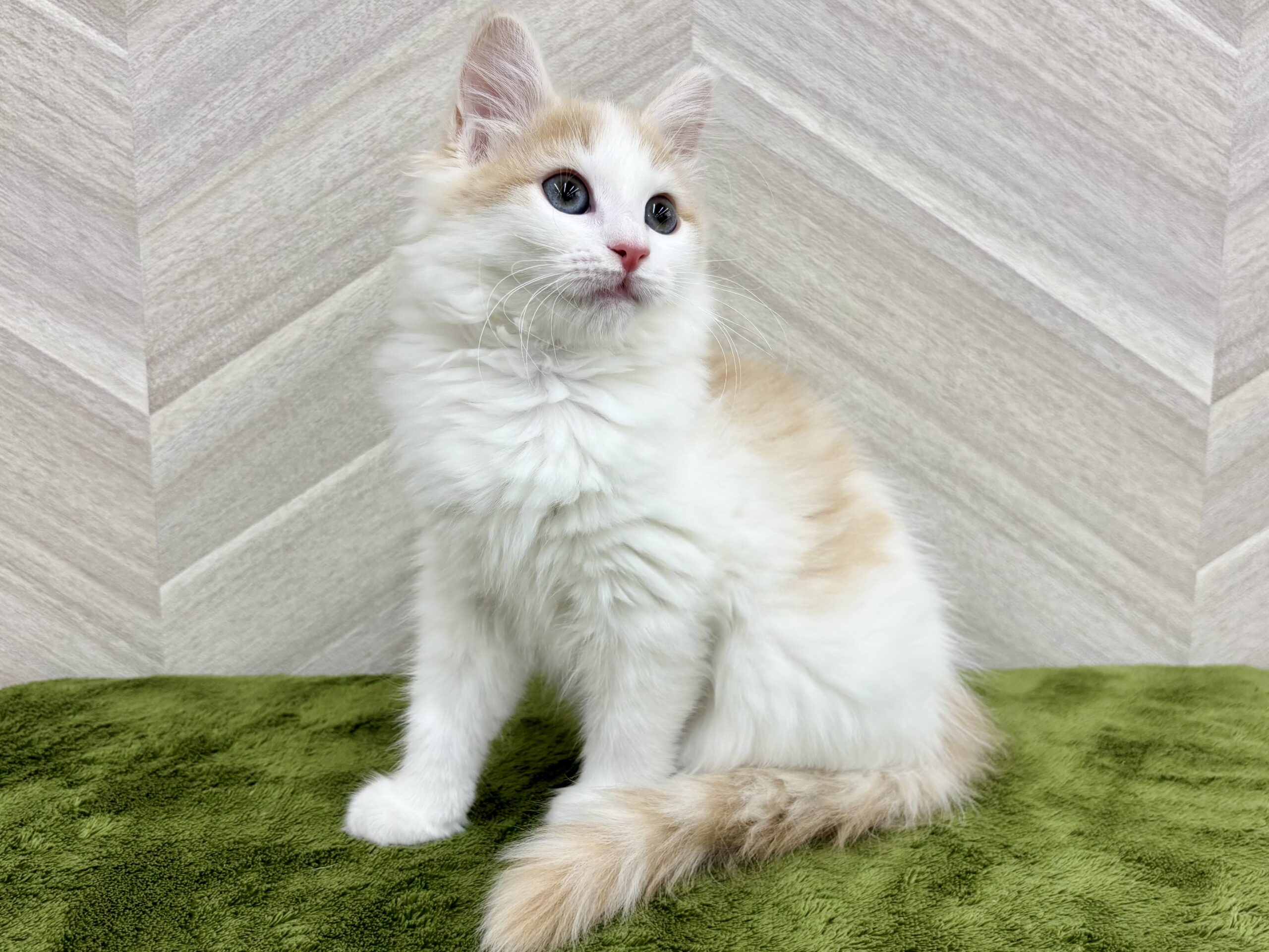 ④ノルウェージャンフォレストキャット