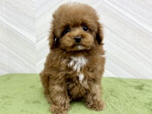 ⑨トイプードル￥317,900(税込)