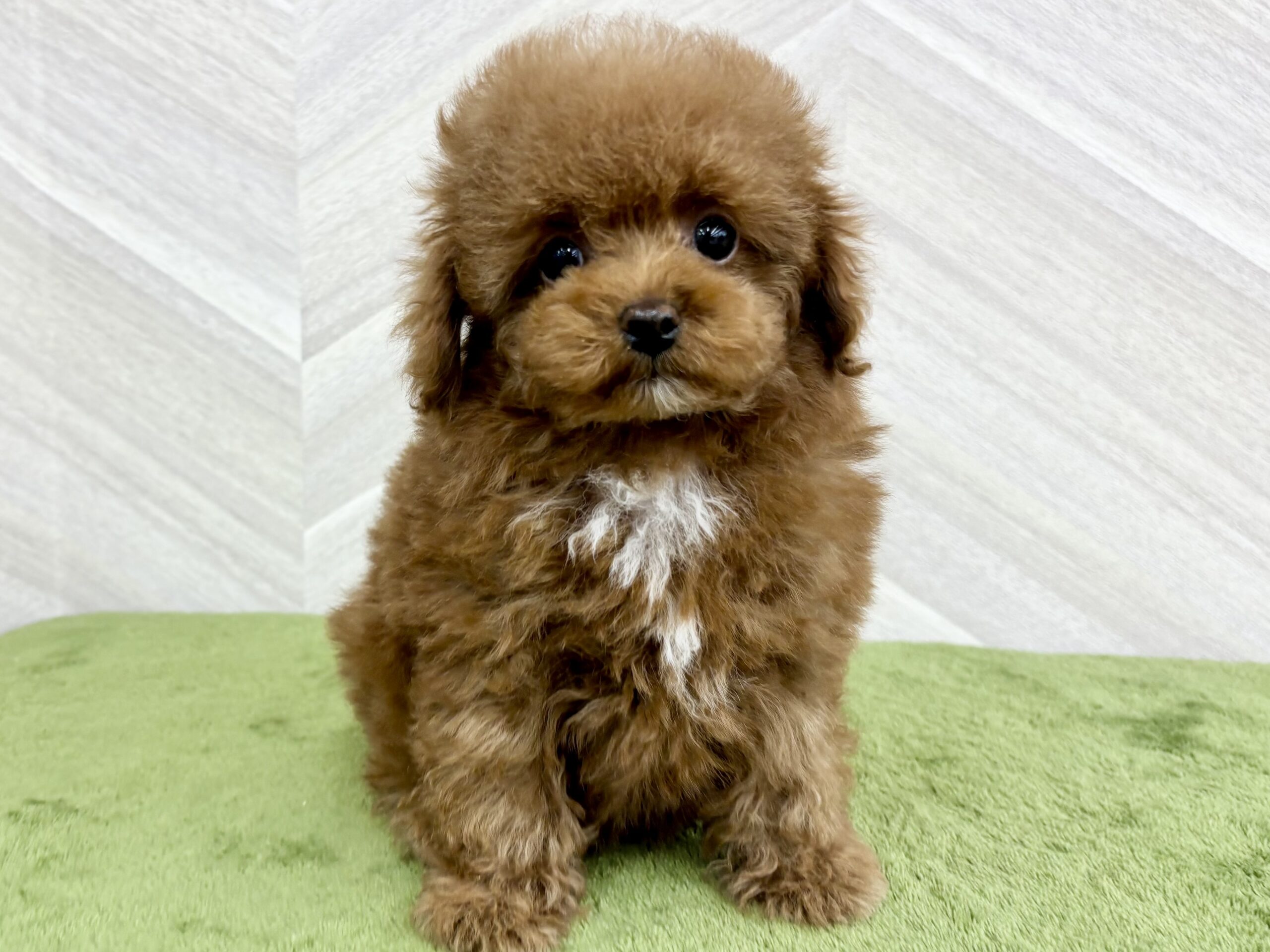 ⑨トイプードル