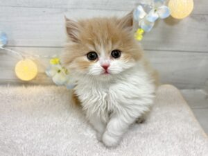 ①スコティッシュフォールド（立耳）￥361,900(税込)