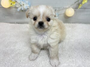 ⑧チワワ(ロング)￥328,900(税込)