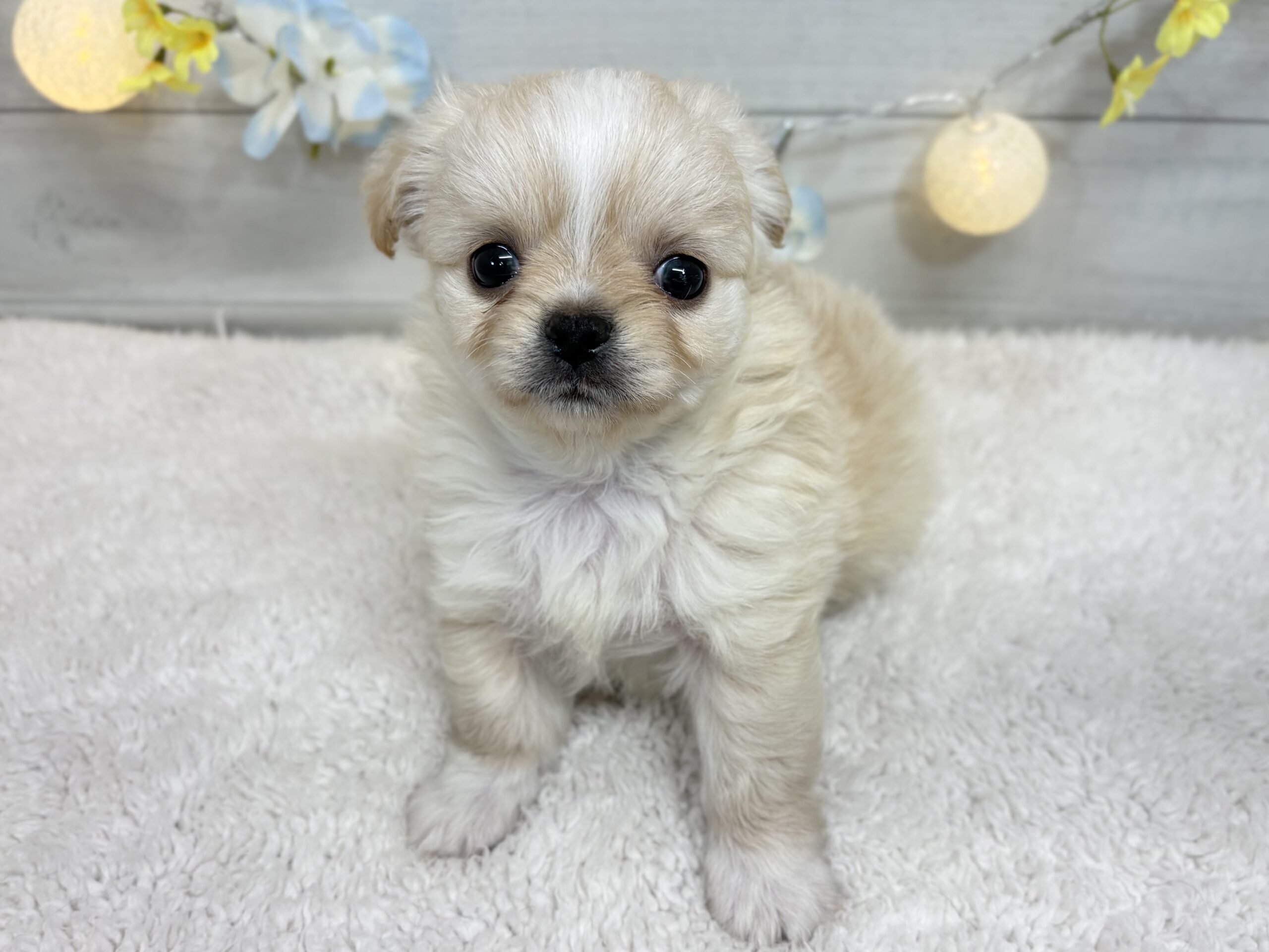 ⑧チワワ(ロング)