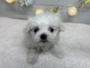 マルチーズ￥207,900(税込)