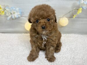 ⑨トイプードル￥284,900(税込)