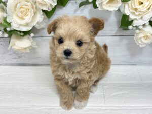 ⑥Mix(ポメラニアン×チワワ)　alt=