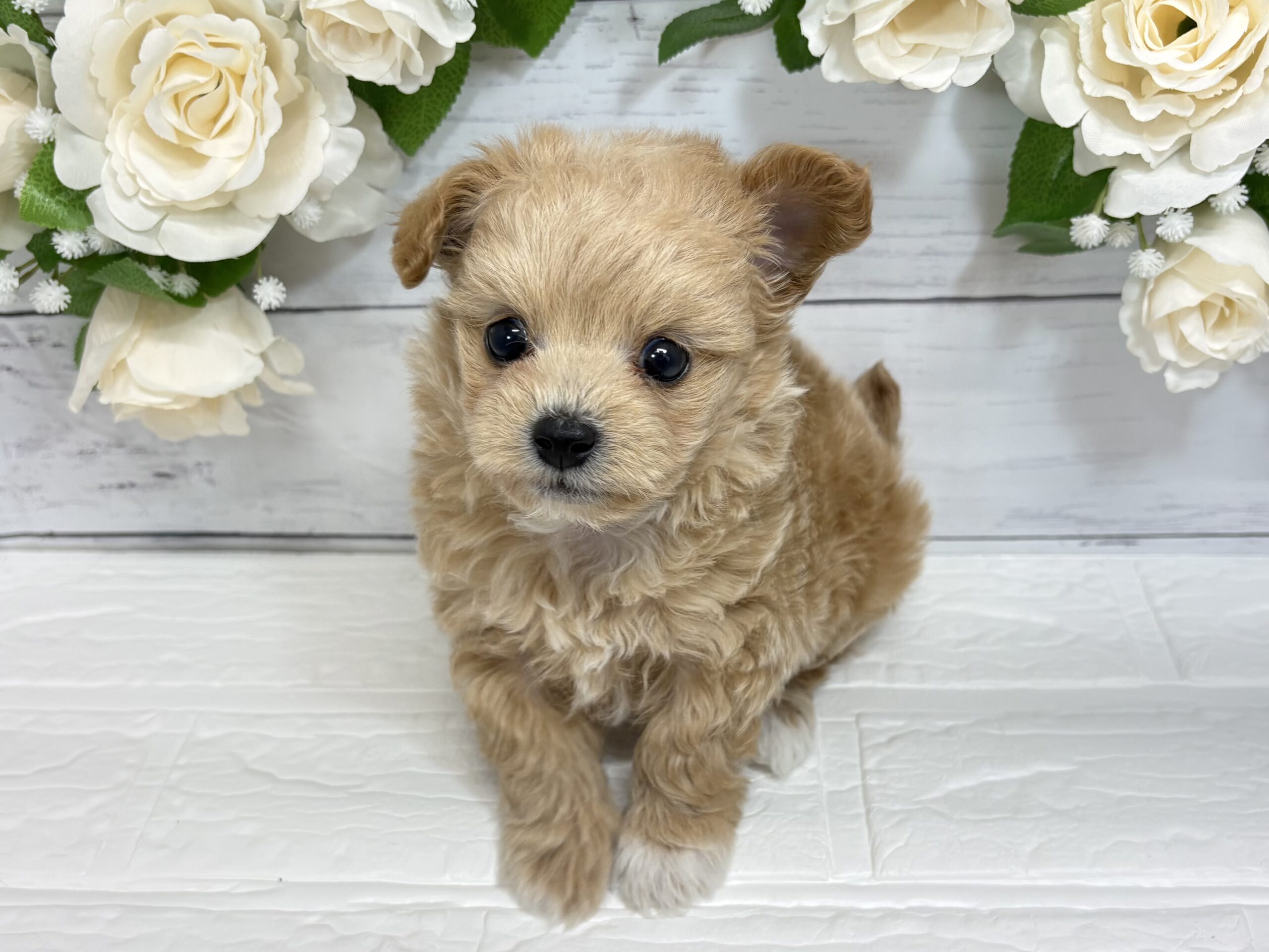 ⑭Mix(父チワワ(ロング)×母トイプードル)