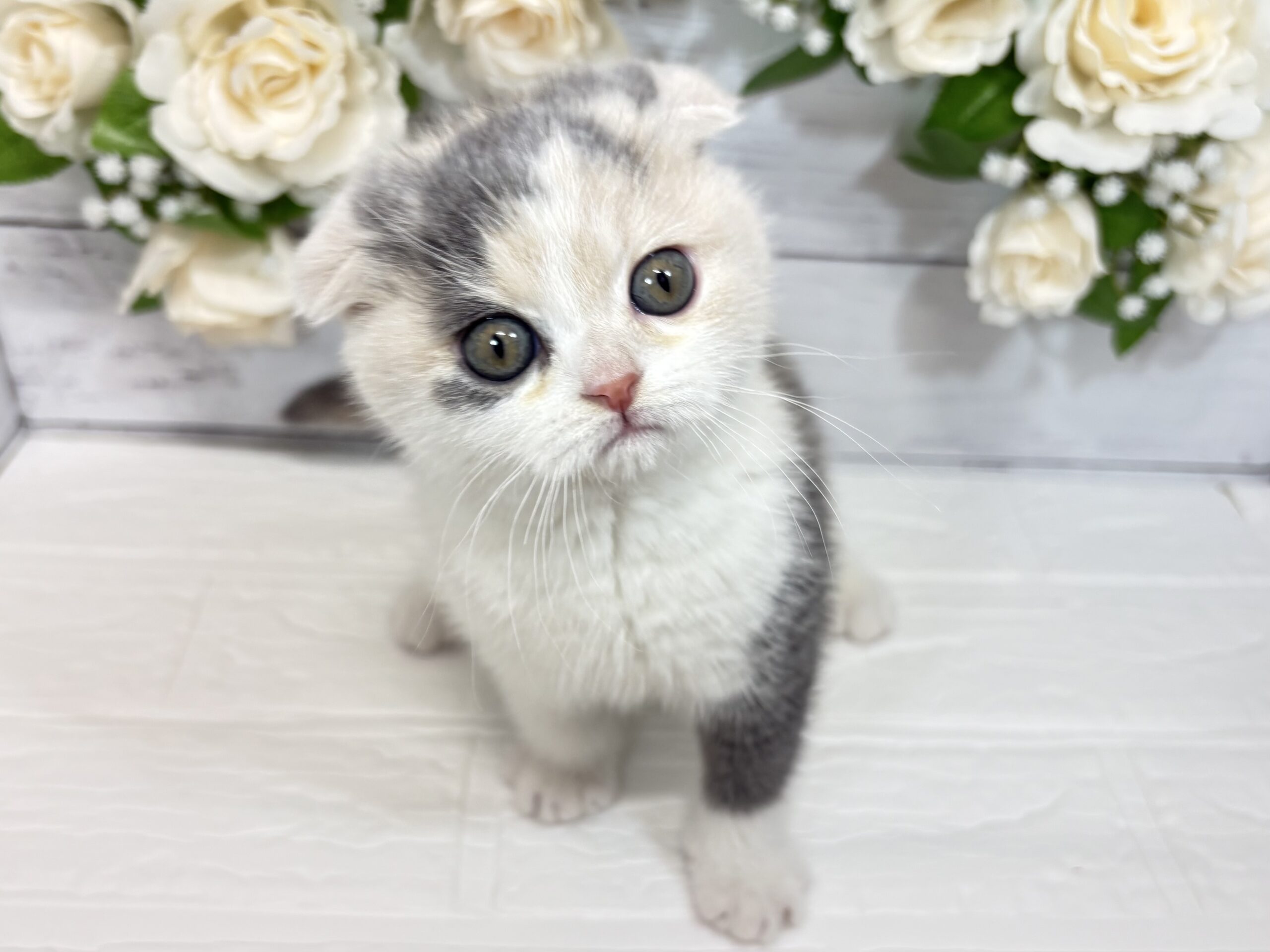 ⑥スコティッシュフォールド(耳折)