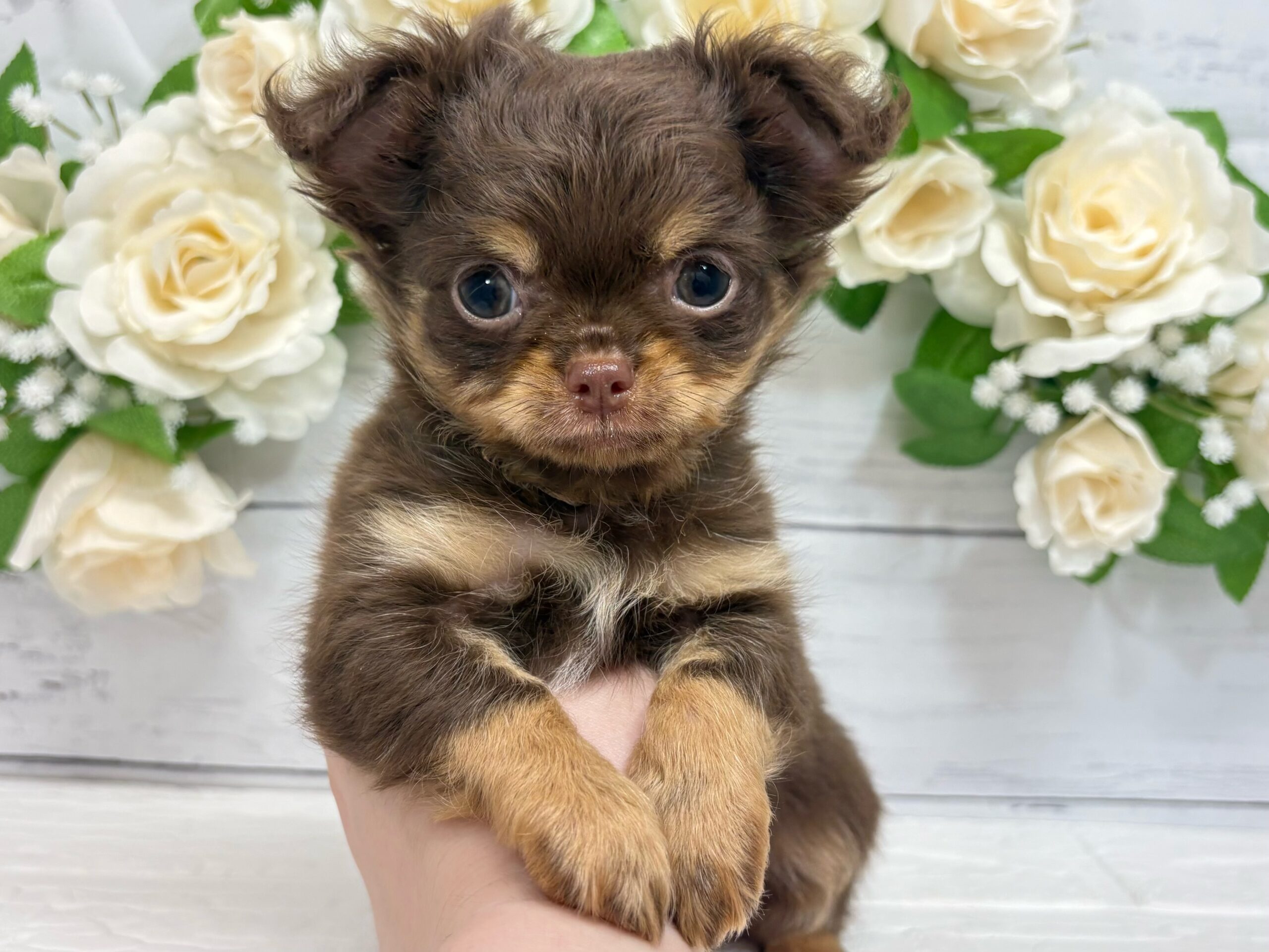 チワワ(ロング)