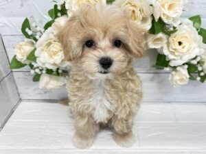 MIX(マルチーズ×トイプードル)￥229,900(税込)