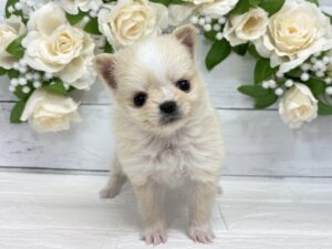 ②Mix(父ポメラニアン×母チワワ)￥295,900(税込)