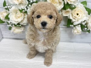 MIX(マルチーズ×トイプードル)￥174,900(税込)