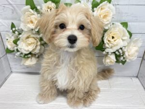 MIX(マルチーズ×トイプードル)￥152,900(税込)