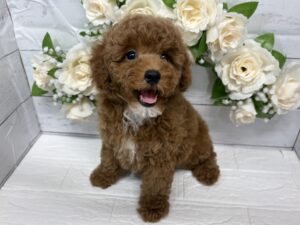 トイプードル￥174,900(税込)