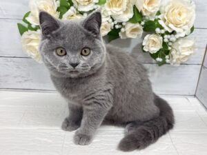 ⑤ブリティッシュショートヘアー￥262,900(税込)