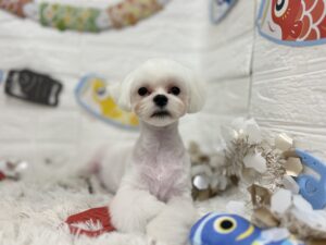 ③マルチーズ　￥250,800(税込)