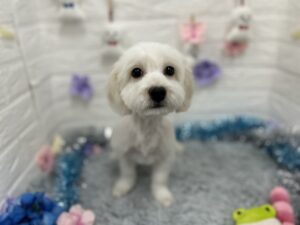 ④Mix(マルチーズ×ミニチュアダックスフンド)　￥217,800(税込)→￥107,800(税込)　5/10まで