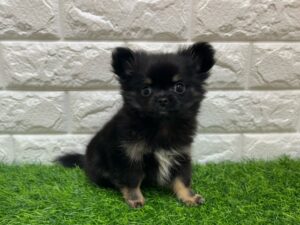 Mix（父ポメラニアン×母チワワ（ロング））￥273,900(税込) → 3/1(日)迄￥251,900(税込)