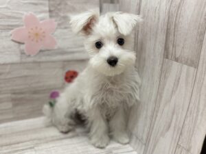 Mix(マルチーズ×ミニチュアシュナウザー)alt=