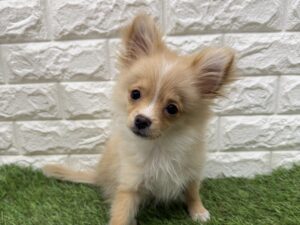 Mix(父ポメラニアン×母チワワ(ロング)￥174,900(税込)